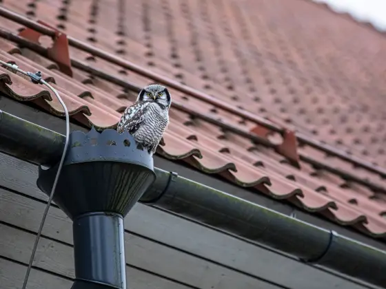 pose de gouttières partout en France